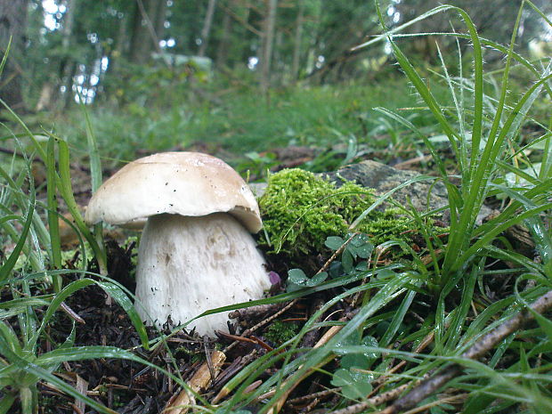 hríb smrekový Boletus edulis Bull.