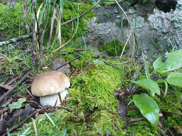 hríb smrekový Boletus edulis Bull.