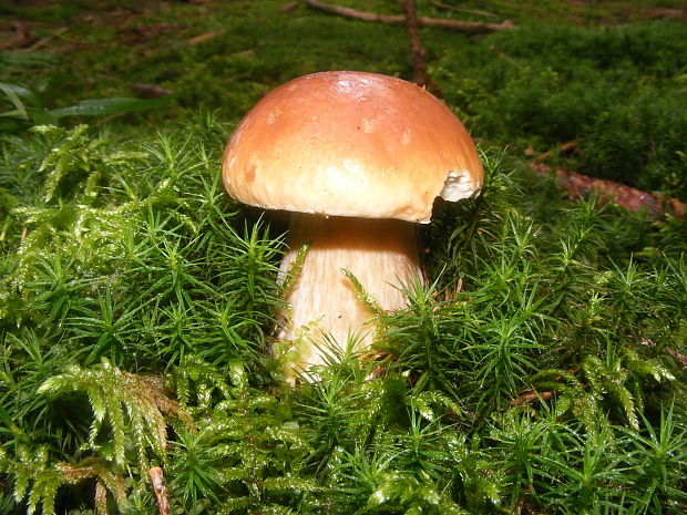 hríb smrekový Boletus edulis Bull.