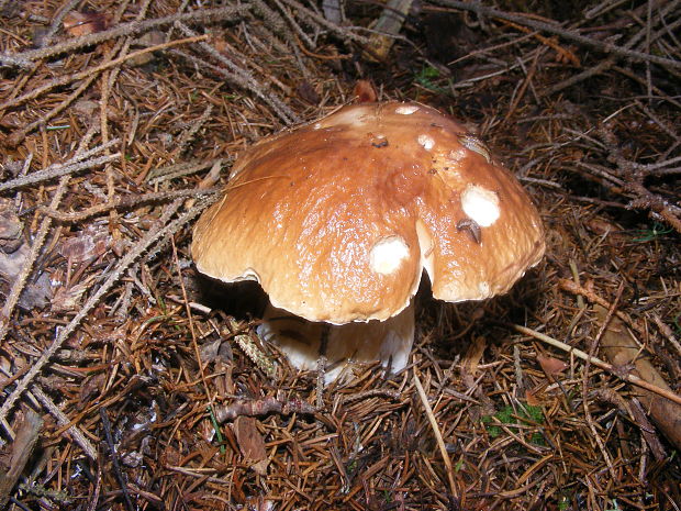 hríb smrekový Boletus edulis Bull.