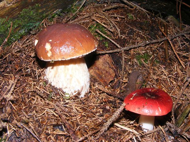 hríb smrekový Boletus edulis Bull.