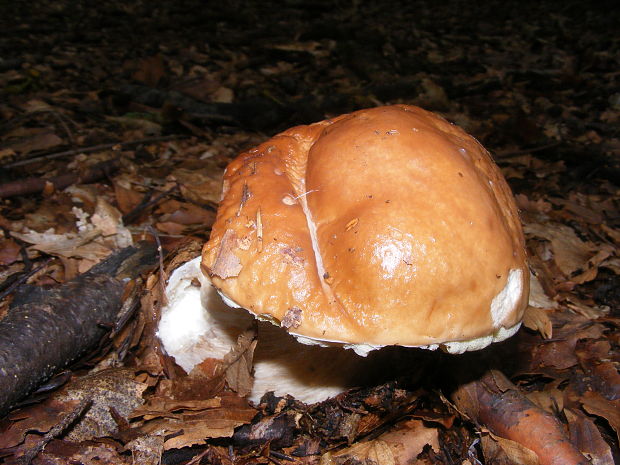 hríb smrekový Boletus edulis Bull.