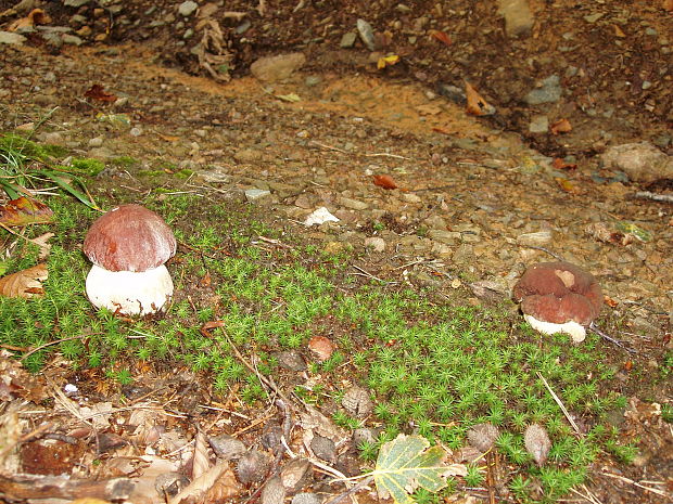 hríb sosnový Boletus pinophilus Pil. et Dermek in Pil.