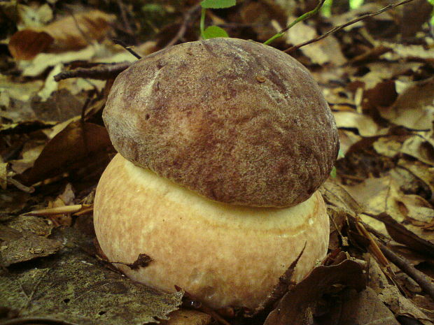 hríb sosnový Boletus pinophilus Pil. et Dermek in Pil.