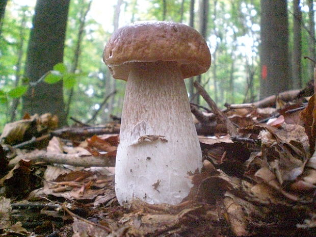 hríb dubový Boletus reticulatus Schaeff.