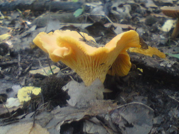 kuriatko Cantharellus sp.