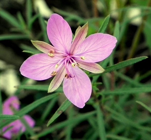 kyprina štrkovisková Chamerion dodonaei (Vill.) Holub