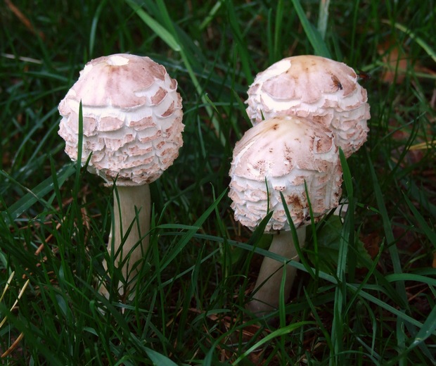 bedľa červenejúca záhradná Chlorophyllum brunneum (Farl. & Burt) Vellinga