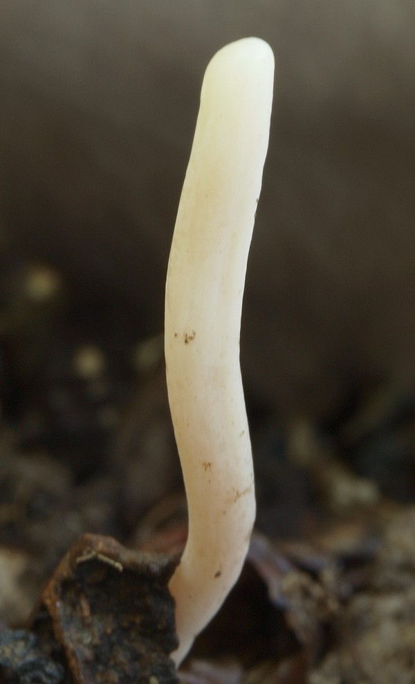 kyjačik Clavaria sp.