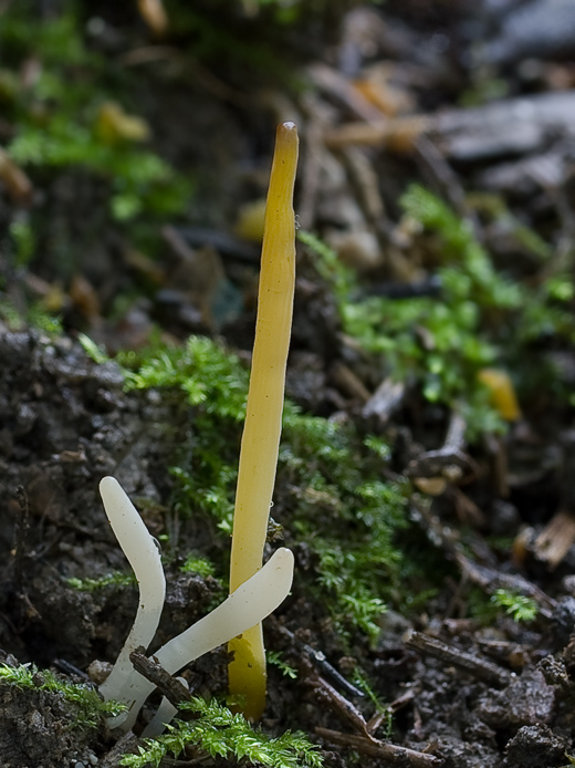 kyjačik Clavaria straminea Cotton