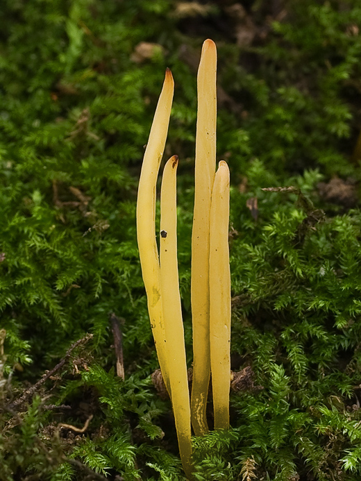 kyjačik Clavaria straminea Cotton