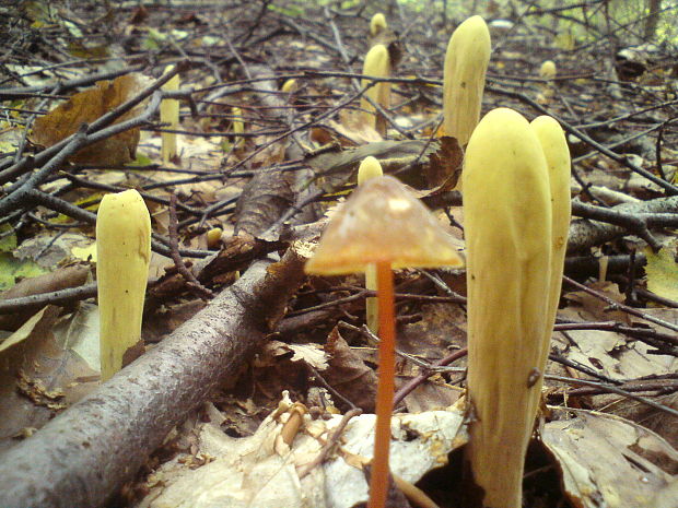 kyjak citrónovožltý Clavariadelphus flavoimmaturus R.H. Petersen