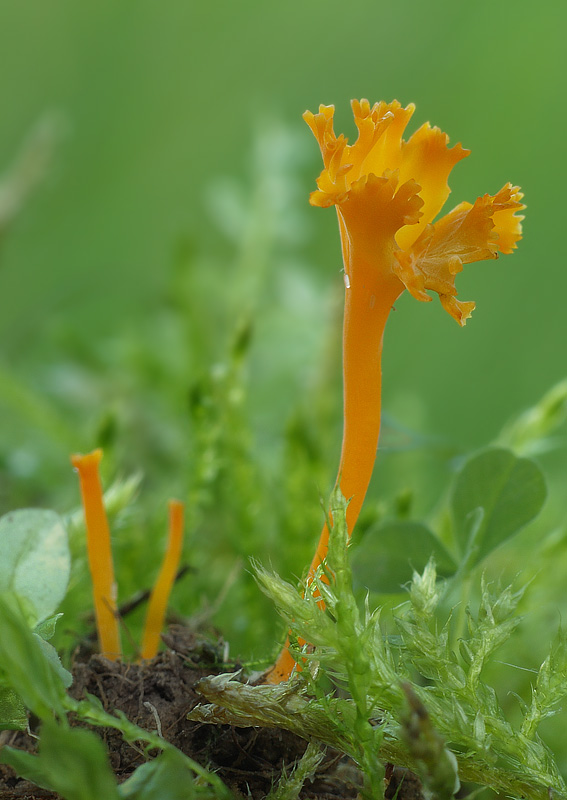 pakonárovka Clavulinopsis sp.