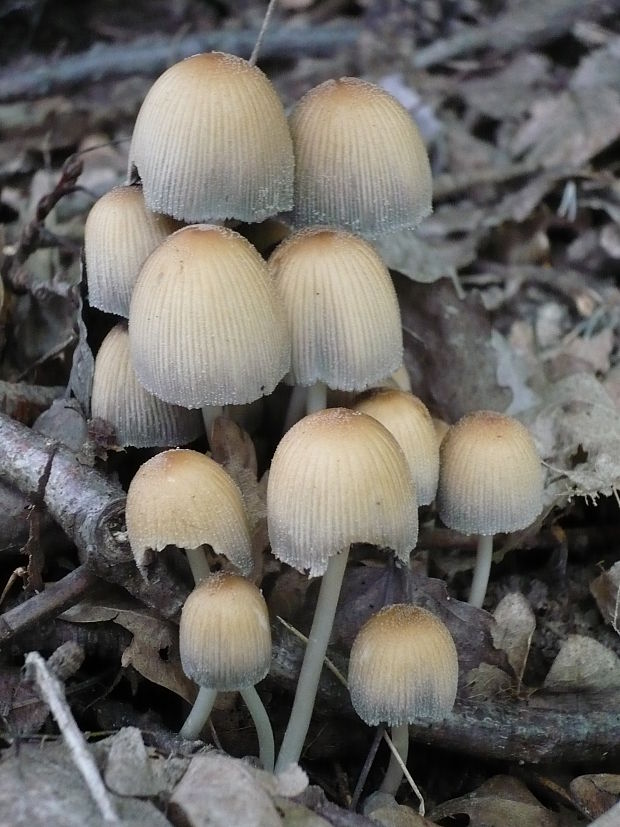 hnojník vyhŕňavý Coprinopsis macrocephala (Berk.) Redhead, Vilgalys & Moncalvo