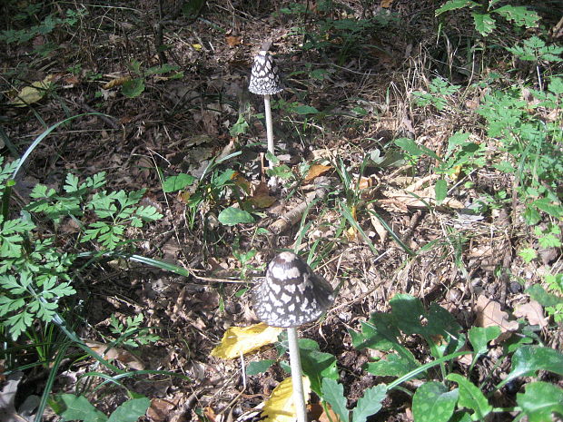 hnojník strakatý Coprinopsis picacea (Bull.) Redhead, Vilgalys & Moncalvo