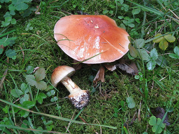 pavučinovec Cortinarius sp.