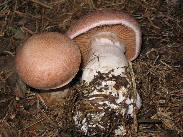 pavučinovec Cortinarius sp.