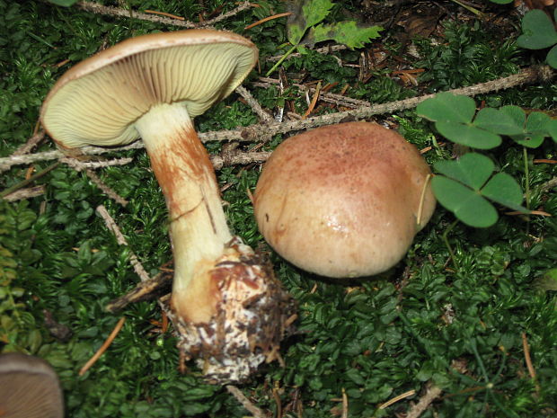 pavučinovec Cortinarius sp.