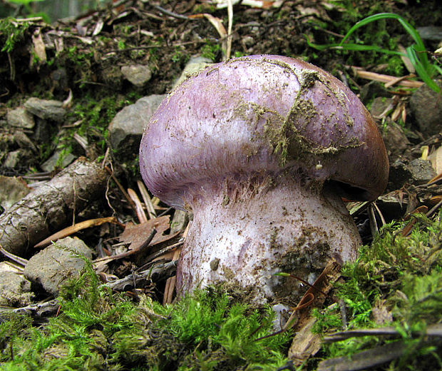 pavučinovec Cortinarius sp.