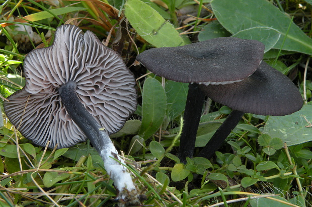 hodvábnica Entoloma sp.