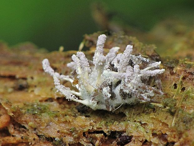 parazitická huba Gibellula sp.