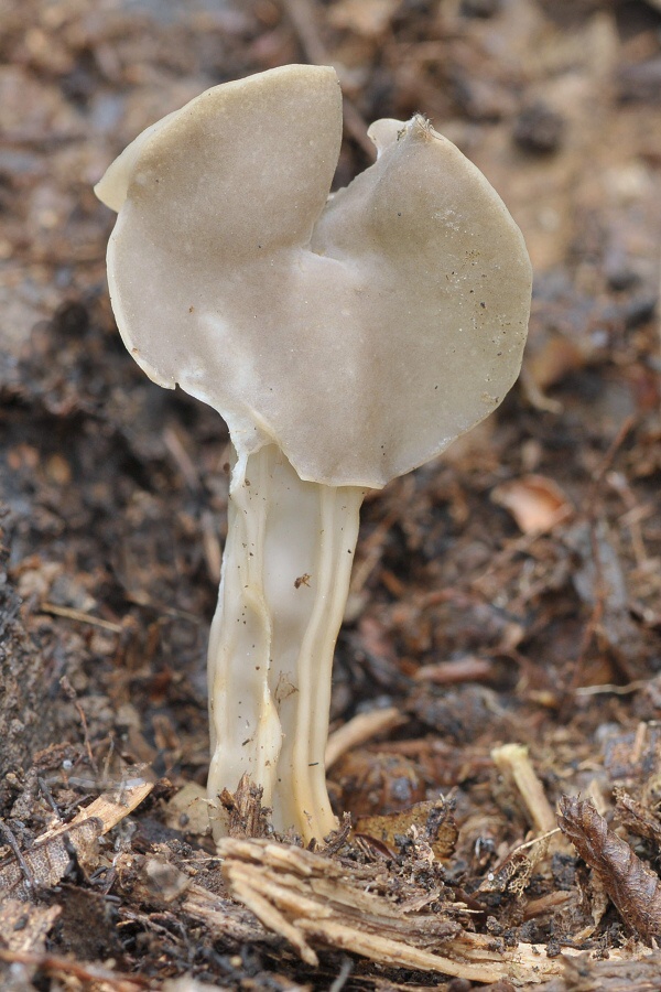 chriapač jamkatý Helvella lacunosa Afzel.