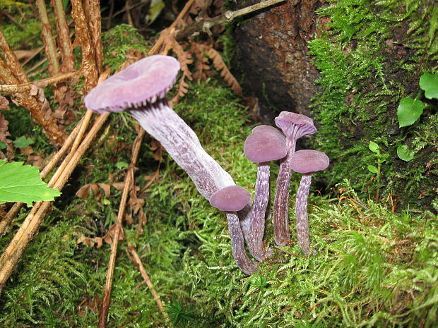 lakovka ametystová Laccaria amethystina (Huds.) Cooke