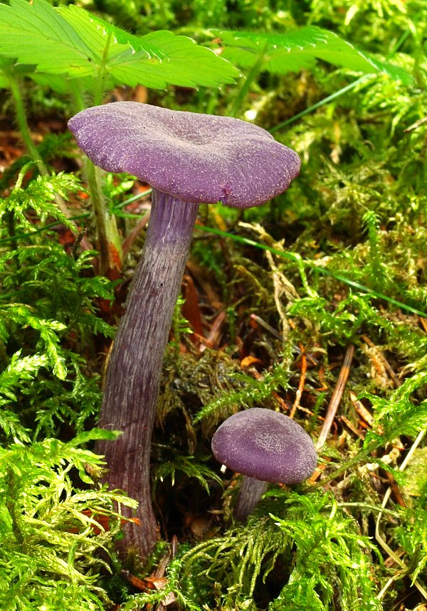 lakovka ametystová Laccaria amethystina (Huds.) Cooke