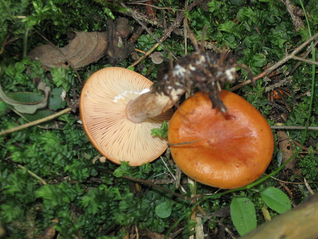 rýdzik pomarančový Lactarius aurantiacus (Pers.) Gray