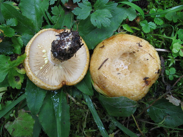 rýdzik žltomliečny Lactarius chrysorrheus Fr.