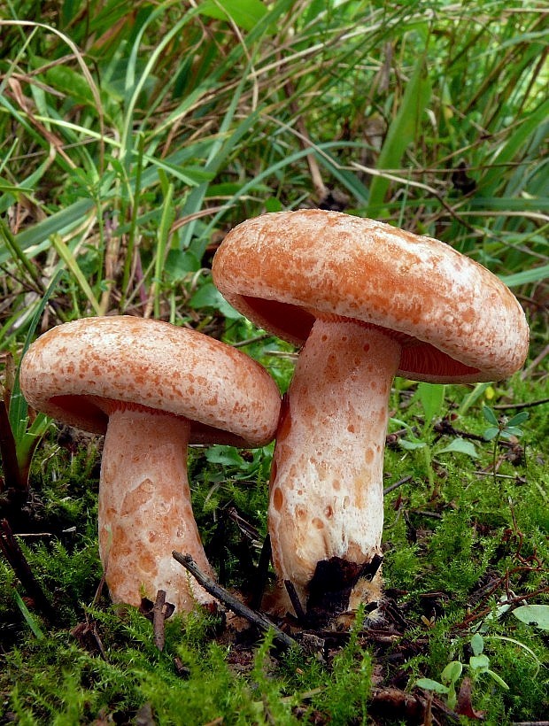 rýdzik pravý Lactarius deliciosus (L.) Gray