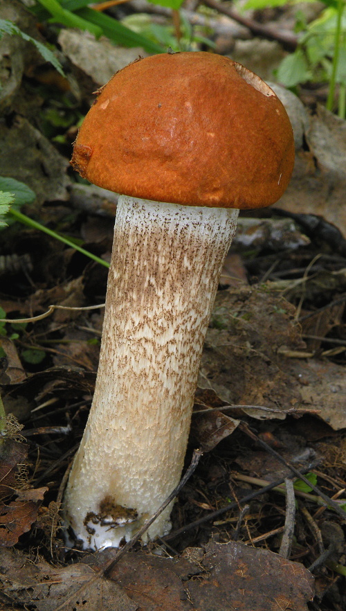 kozák osikový Leccinum albostipitatum den Bakker & Noordel.