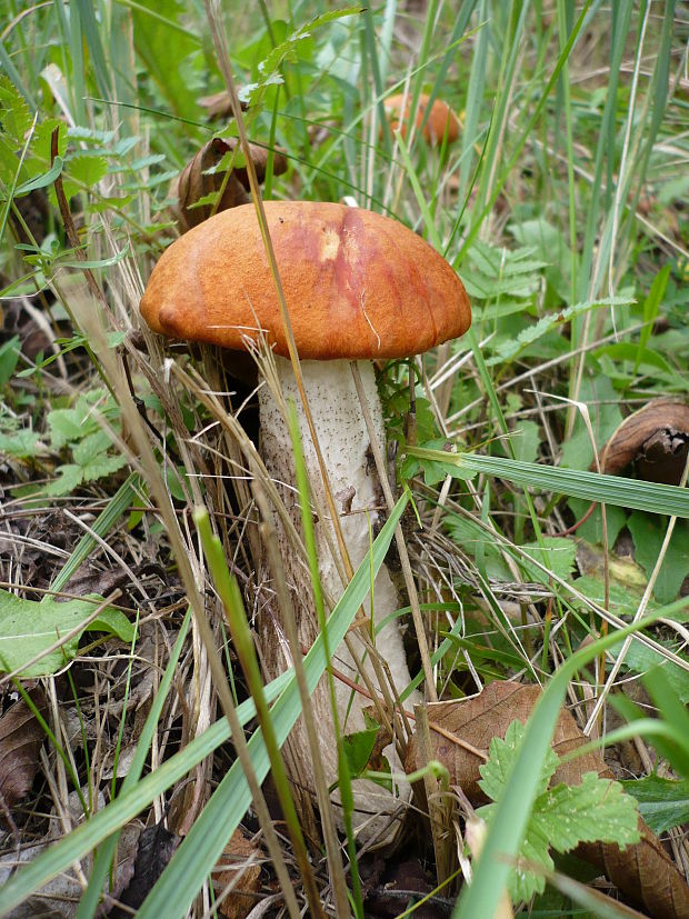 kozák osikový Leccinum albostipitatum den Bakker & Noordel.