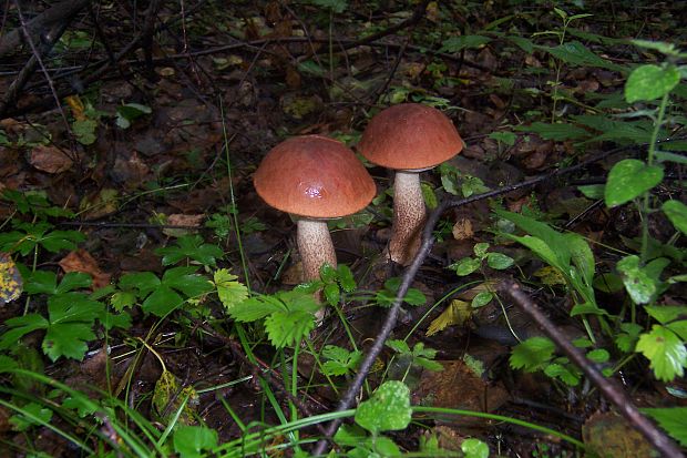 kozák osikový Leccinum albostipitatum den Bakker & Noordel.