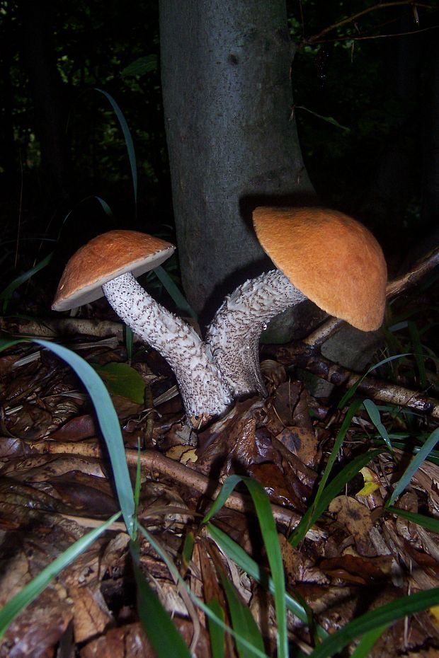 kozák osikový Leccinum albostipitatum den Bakker & Noordel.