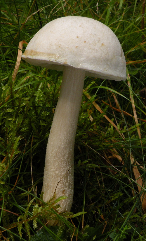 kozák biely Leccinum holopus (Rostk.) Watling