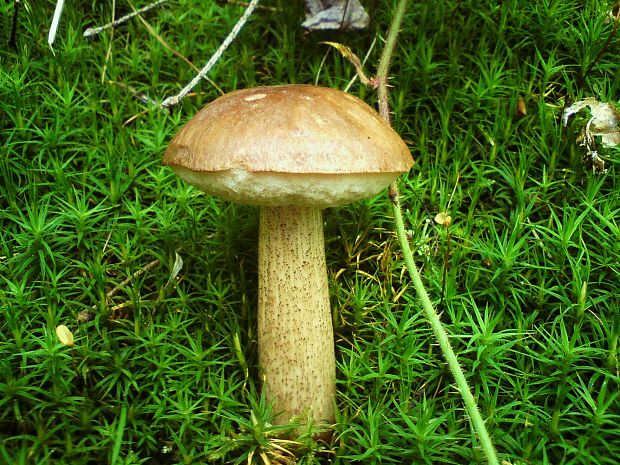 kozák brezový Leccinum scabrum (Bull.) Gray