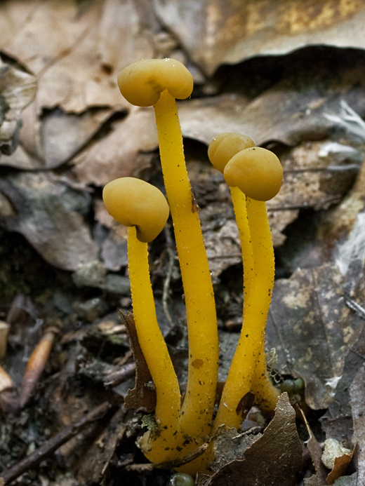 klincovka slizká Leotia lubrica (Scop.) Pers.