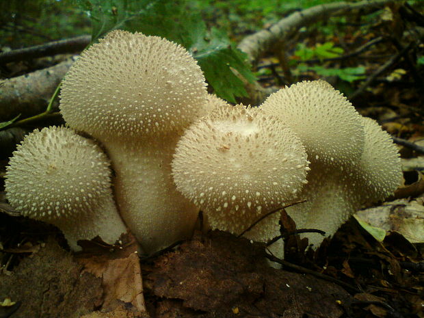 prášnica bradavičnatá Lycoperdon perlatum Pers.