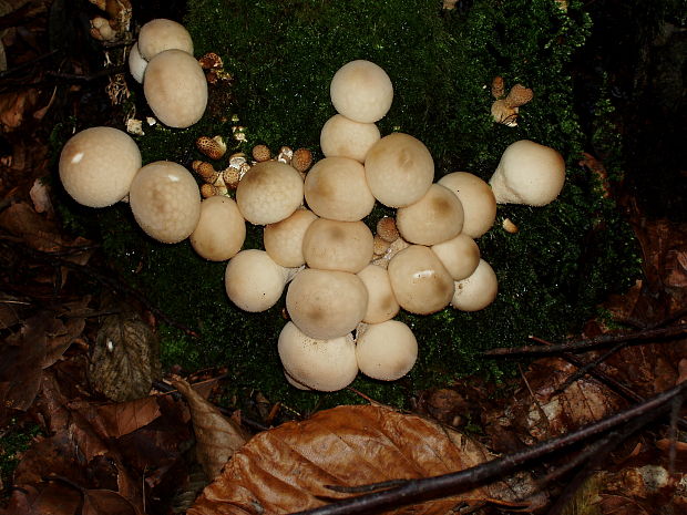 prášnica hruškovitá Lycoperdon pyriforme Schaeff.