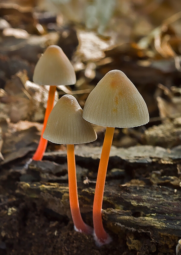 prilbička šafranová Mycena crocata (Schrad.) P. Kumm.