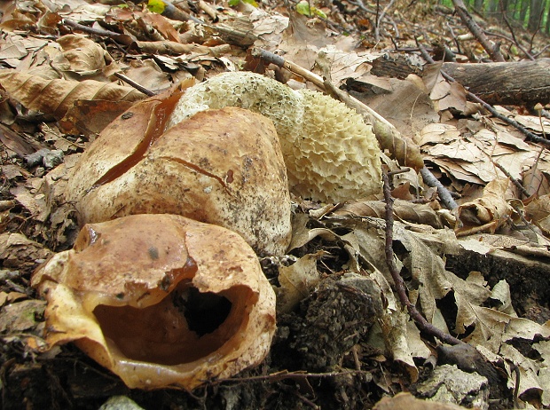 hadovka smradľavá Phallus impudicus L.