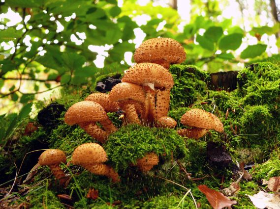 šupinovka bledookrajová Pholiota squarrosoides (Peck) Sacc.