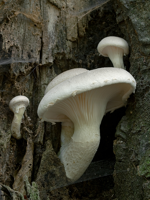 hliva dubová Pleurotus dryinus (Pers.) P. Kumm.