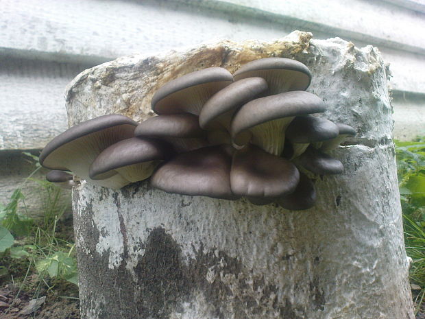 hliva ustricovitá Pleurotus ostreatus (Jacq.) P. Kumm.