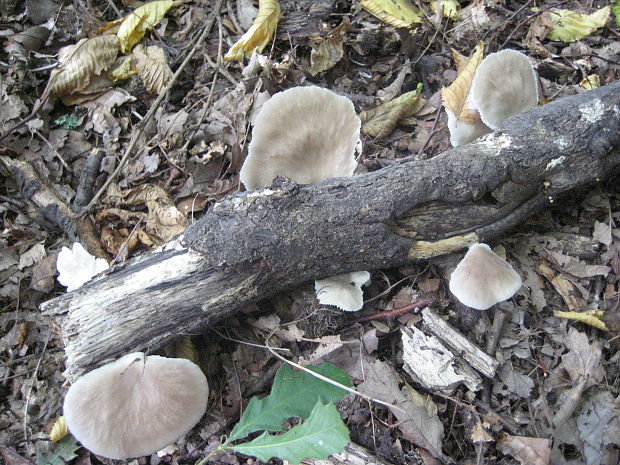 hliva buková Pleurotus pulmonarius (Fr.) Quél.