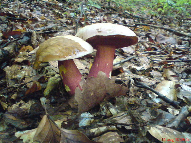 hríb purpurový Rubroboletus rhodoxanthus Kuan Zhao &amp; Zhu L. Yang