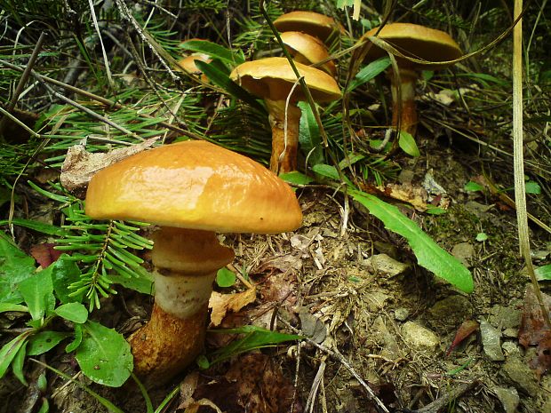 masliak smrekovcový Suillus grevillei (Klotzsch) Singer