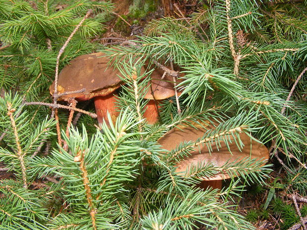 hríb zrnitohlúbikový Sutorius luridiformis (Rostk.) G. Wu & Zhu L. Yang