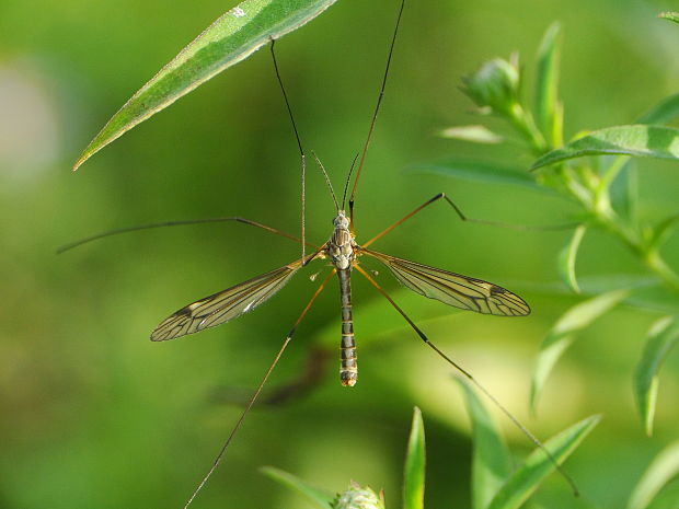 ? Tipula sp.